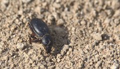 Nycterinus laevigatus