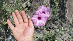 Ipomoea rupicola