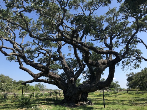 live oak (Quercus virginiana)