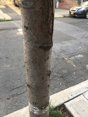 Pyrus calleryana