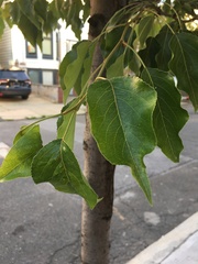 Pyrus calleryana