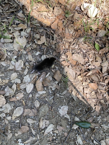 Southern Broad-footed Mole (Scapanus occultus)