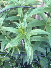 Veronicastrum