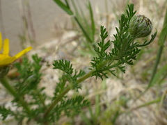 Anacyclus radiatus