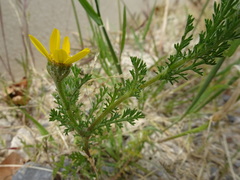 Anacyclus radiatus