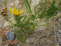 Anacyclus radiatus