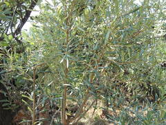 Ozoroa paniculosa salicina