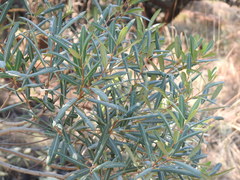 Ozoroa paniculosa salicina
