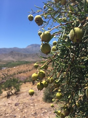 Cordia decandra