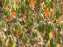 Croton gratissimus gratissimus