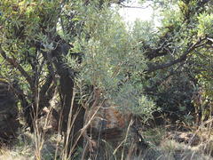 Ozoroa paniculosa salicina