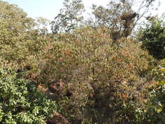 Croton gratissimus gratissimus