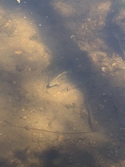 Lepomis peltastes