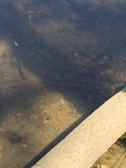 Lepomis peltastes