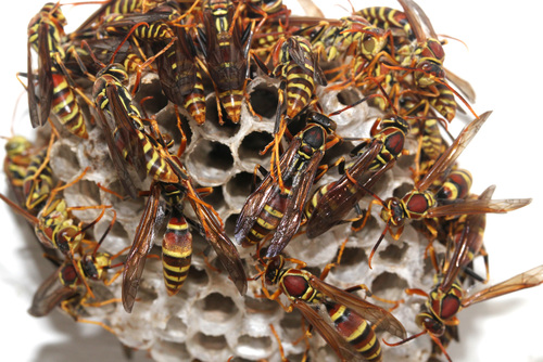 Guinea Paper Wasp, photo 10 of 10