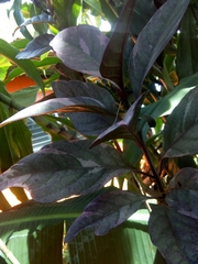 Pseuderanthemum carruthersii