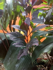 Pseuderanthemum carruthersii