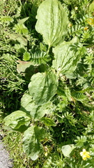 Plantago major