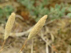 Phleum arenarium