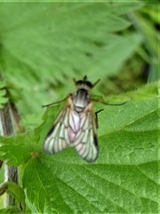 Rhagio vitripennis