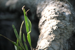 Brassavola nodosa