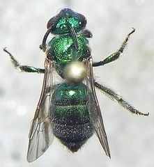Augochloropsis viridula