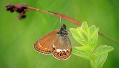 Coenonympha hero