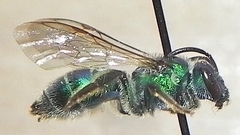 Augochloropsis viridula