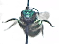 Augochloropsis viridula