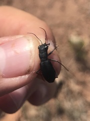 Dromochorus belfragei