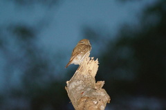 Glaucidium palmarum