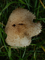 Lacrymaria asperospora