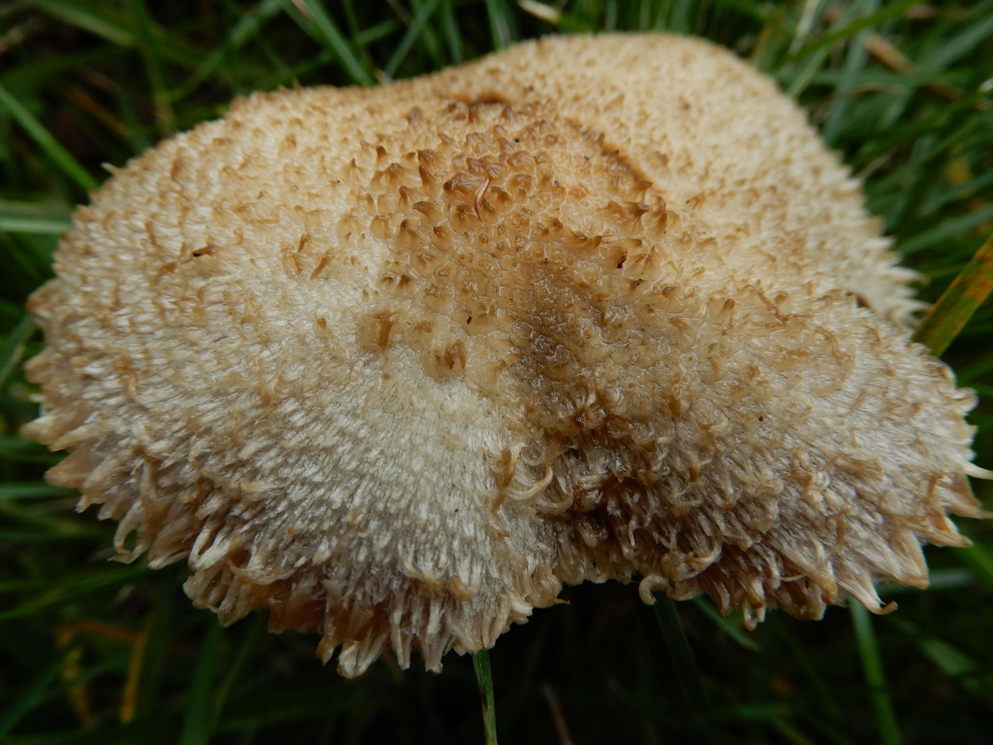 Lacrymaria asperospora image