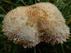 Lacrymaria asperospora