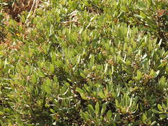 Searsia magalismontana magalismontana