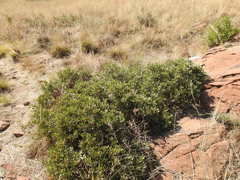 Searsia magalismontana magalismontana