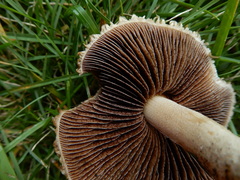 Lacrymaria asperospora