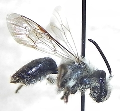 Andrena vicina