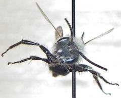 Andrena vicina