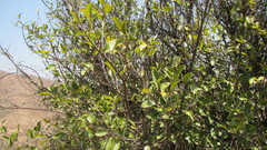 Azara petiolaris