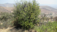 Azara petiolaris