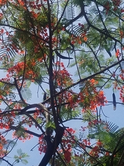 Delonix regia