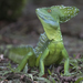 Green Basilisk - Photo (c) Steven Easley, some rights reserved (CC BY-NC), uploaded by Steven Easley