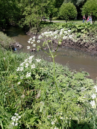 Representative image of Anthriscus