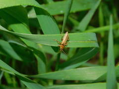 Cantharis figurata