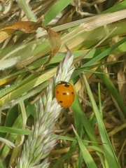 Coccinella septempunctata