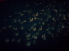 Rhinoptera steindachneri