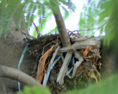 Turdus rufopalliatus