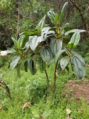 Meriania nobilis
