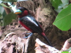 Cymbirhynchus macrorhynchos